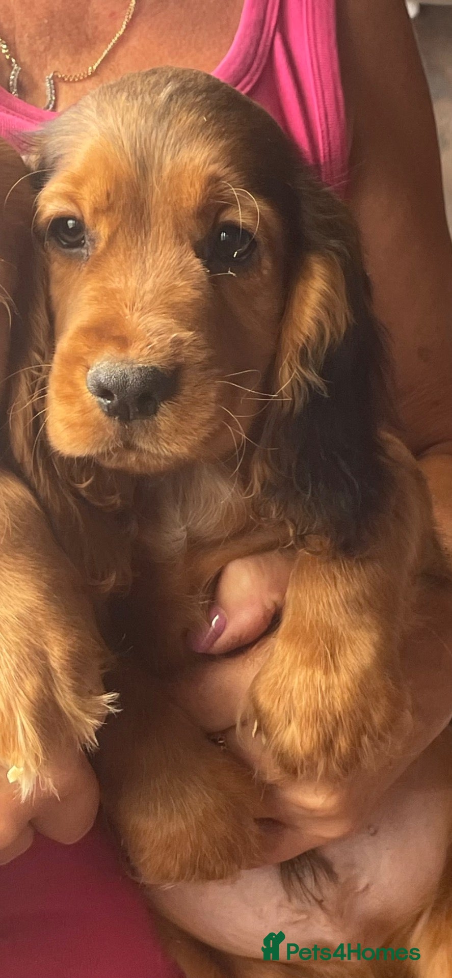 Cocker Spaniel dogs COCKER SPANIEL PUPS - Advert 1