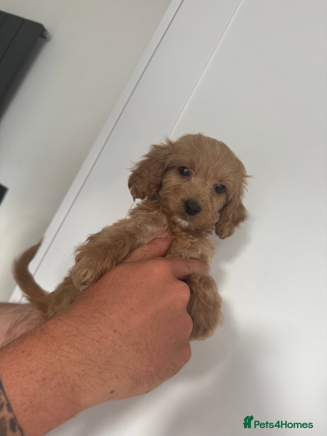 Cockapoo dogs for sale: cockapoo puppies  - Image 22