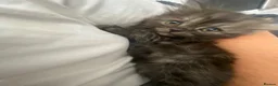 Persian cats for sale: Beautiful Persian kitten - Advert 3