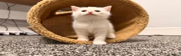 Mixed Breed cats for sale: British Shorthair x Longhair kittens - Advert 35