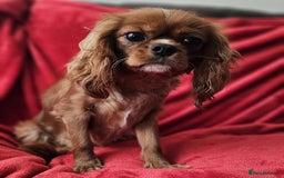 Cavapoo dogs for sale: Cavapoo male for sale. - Image 5