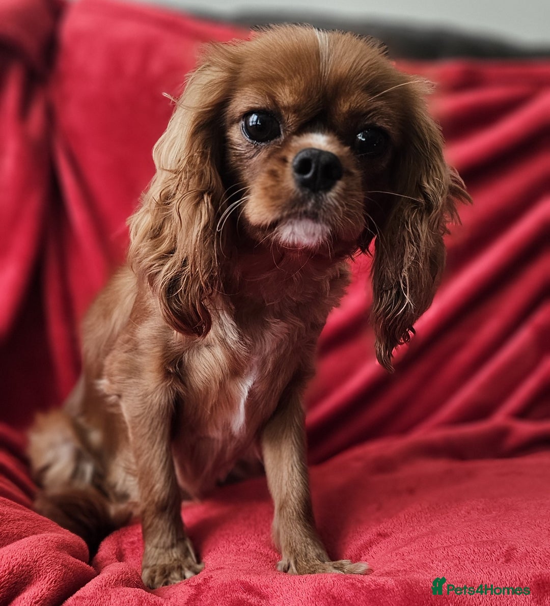 Cavapoo dogs for sale: Cavapoo male for sale. - Image 5