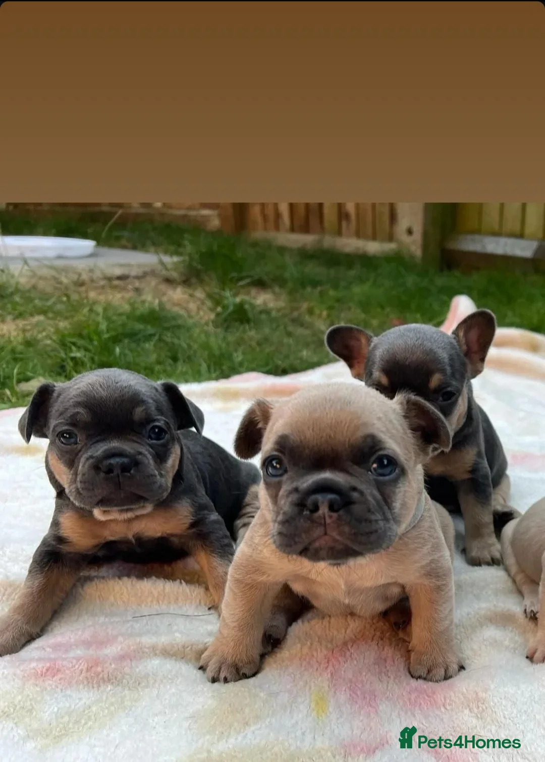 French Bulldog dogs for stud: 🔥 PLATINUM LILAC & TAN FLUFFY - WELL PROVEN- KC   in Blackpool - Advert 33