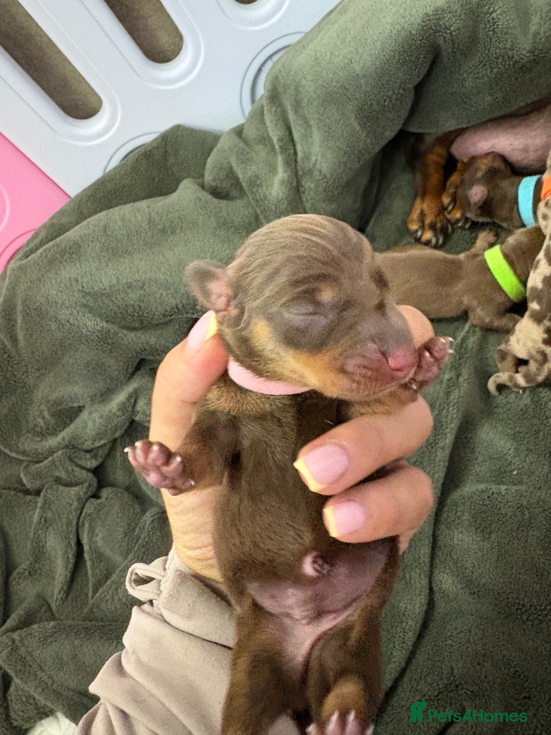 Miniature Dachshund dogs for sale: Miniature dachshund pups for sale 2 boys 1 girl  - Image 11
