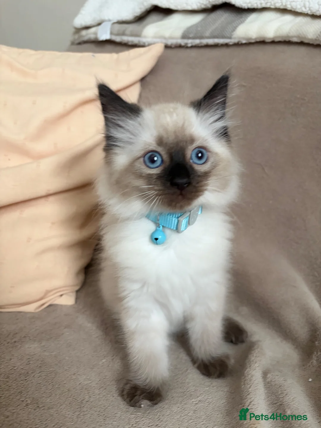 Ragdoll cats for sale: Ragdoll kittens looking for their forever homes in King's Lynn - Advert 8