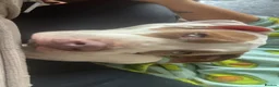 Staffordshire Bull Terrier dogs for sale: Roxy looking for new home in Maidenhead - Advert 3