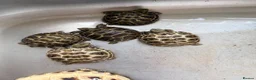 Tortoise reptiles for sale: Horsefield Tortoise - Advert 7