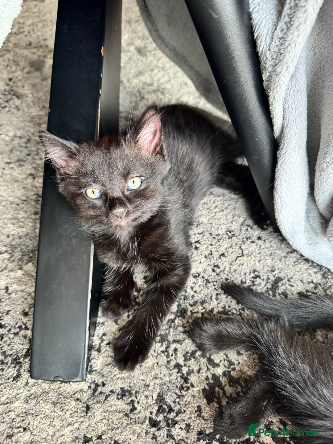 British Shorthair cats for sale: Brothers looking for their forever homes - Image 5