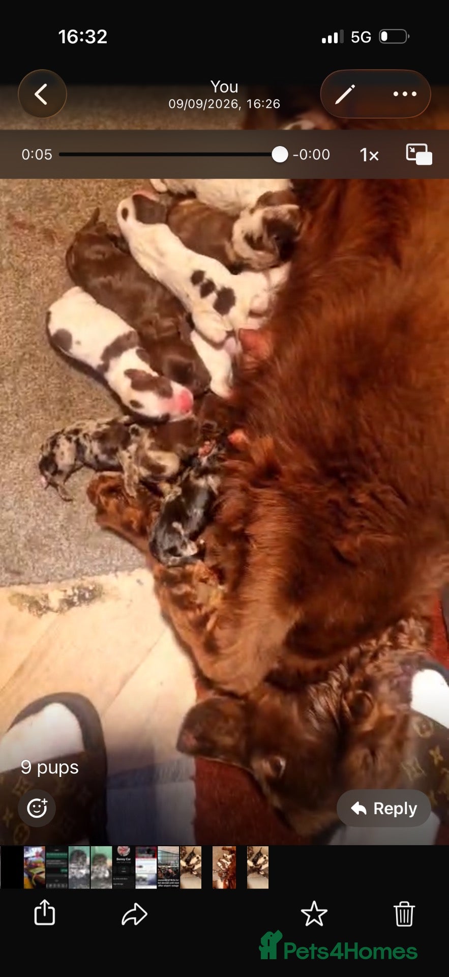 Cocker Spaniel dogs Cocker Spanial’s  - Advert 1