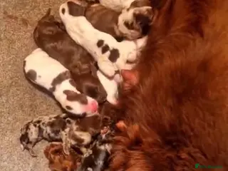 Cocker Spaniel dogs Cocker Spanial’s - Advert 1