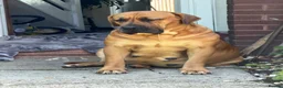 Boerboel dogs for sale: Elite Guard Neema X Spartan Dutch - Advert 3
