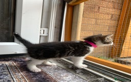 British Shorthair cats for sale: British Shorthair Kittens - Image 9