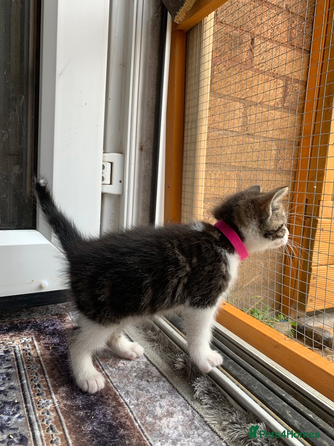 British Shorthair cats for sale: British Shorthair Kittens - Image 9
