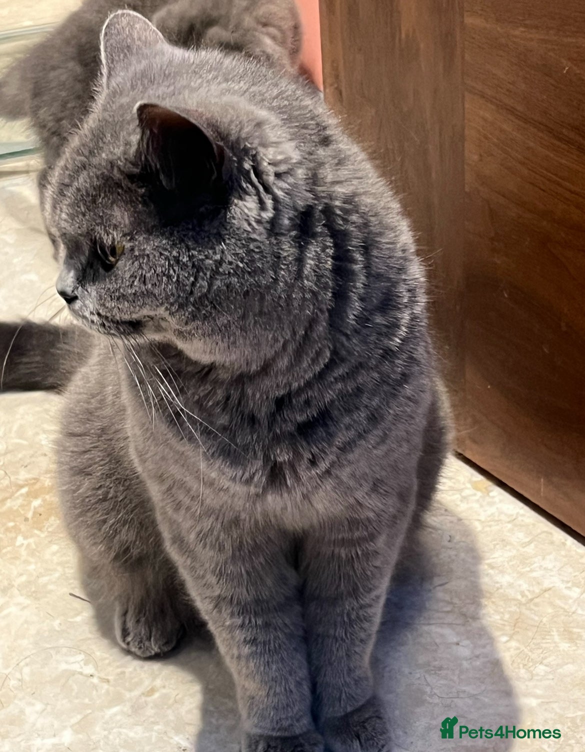 British Shorthair cats British Shorthair Cat - Advert 1