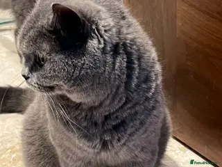 British Shorthair cats British Shorthair Cat - Advert 3