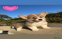 Welsh Corgi Pembroke dogs for sale: Champion Bloodline KC reg puppies - Image 6