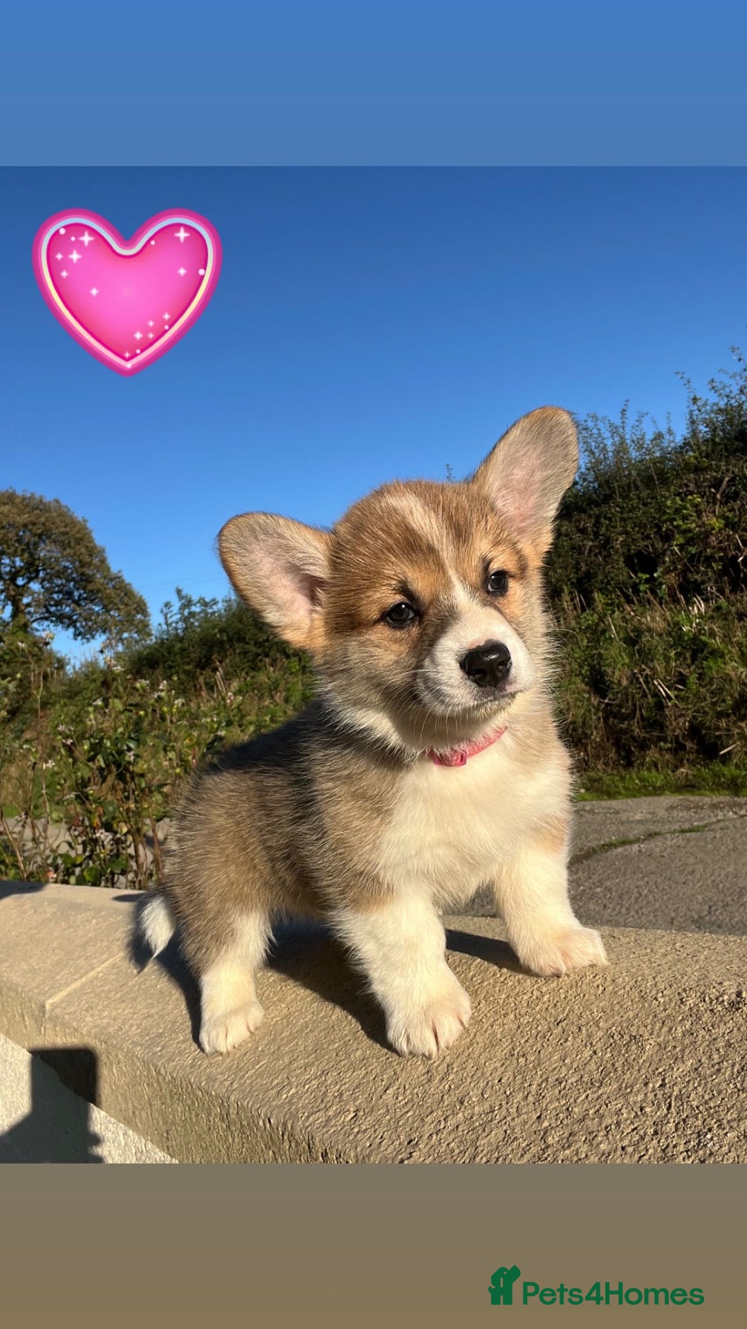 Welsh Corgi Pembroke dogs for sale: Champion Bloodline KC reg puppies - Image 6