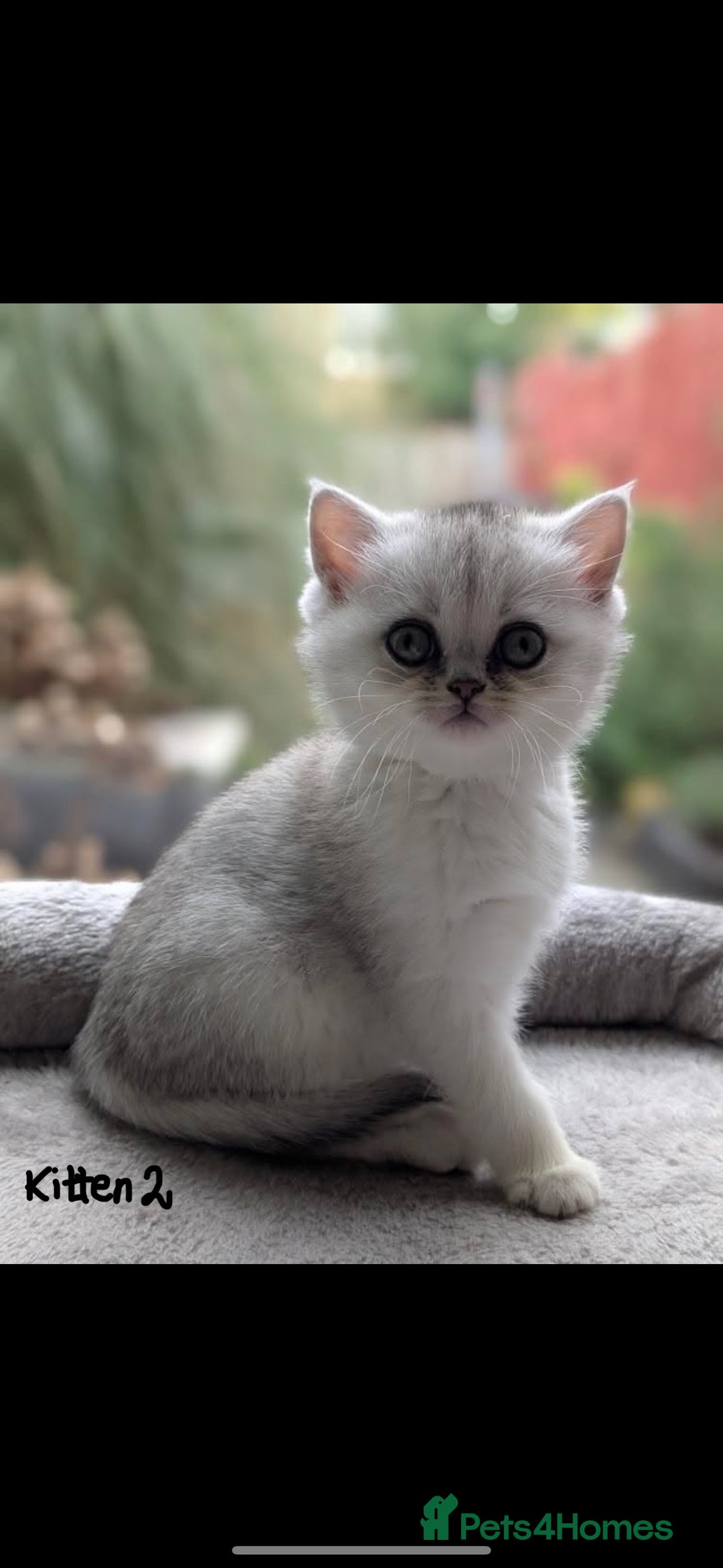 Scottish Fold cats for sale: Scottish fold / chinchilla  - Advert 19
