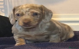 Miniature Dachshund dogs for sale: Beautiful mini dachshund  - Image 13