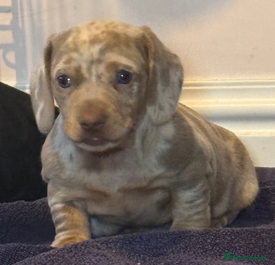 Miniature Dachshund dogs for sale: Beautiful mini dachshund  - Image 13