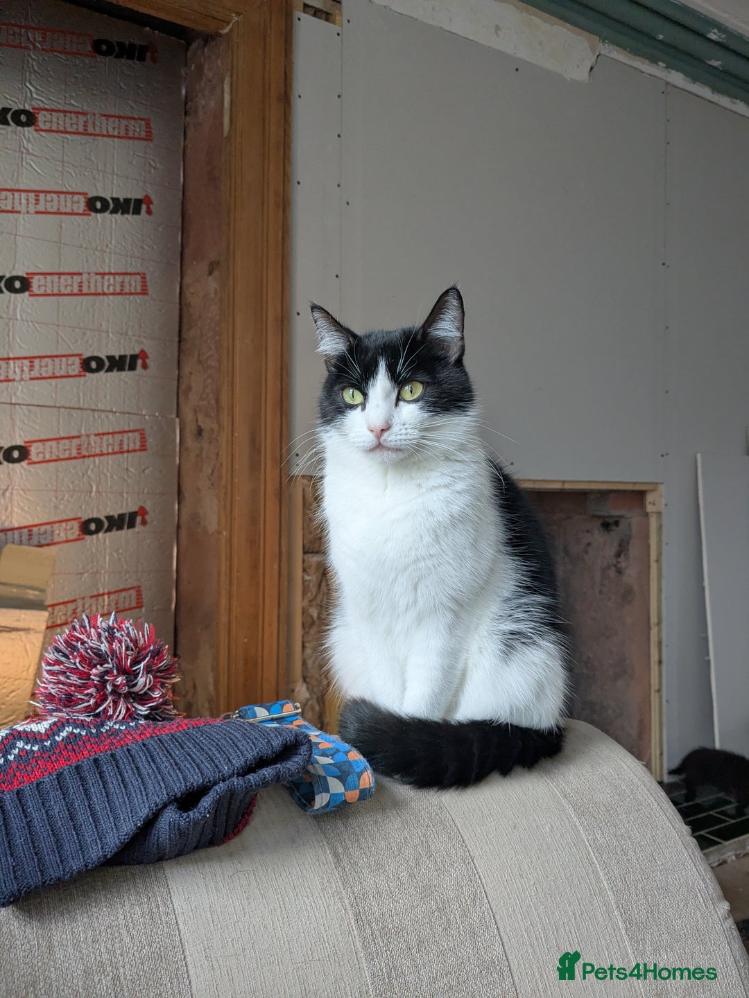 Mixed Breed cats for sale: Kitten ready for a home.  - Advert 1