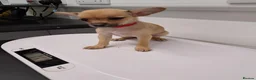 Chihuahua dogs for sale: Chihuahua puppies  - Advert 11