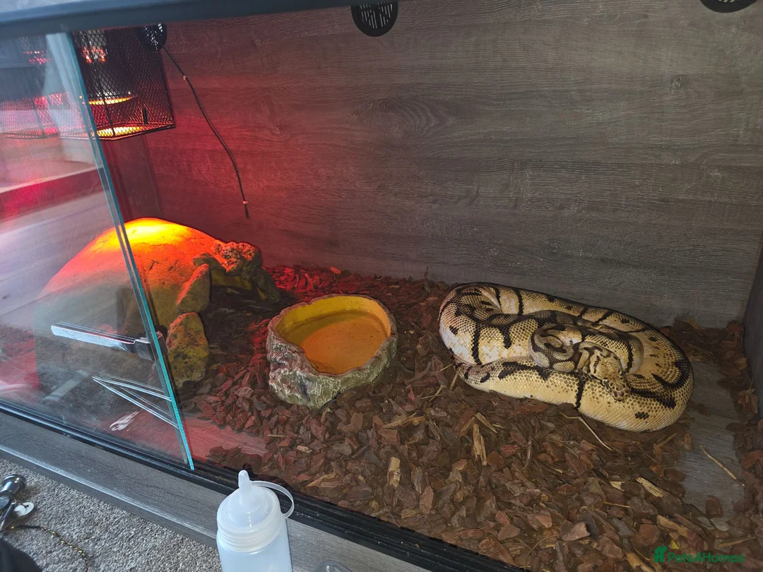 Python Snake reptiles for sale: CB14 bumblebee bloodball hybrid python  in Stourbridge - Advert 1