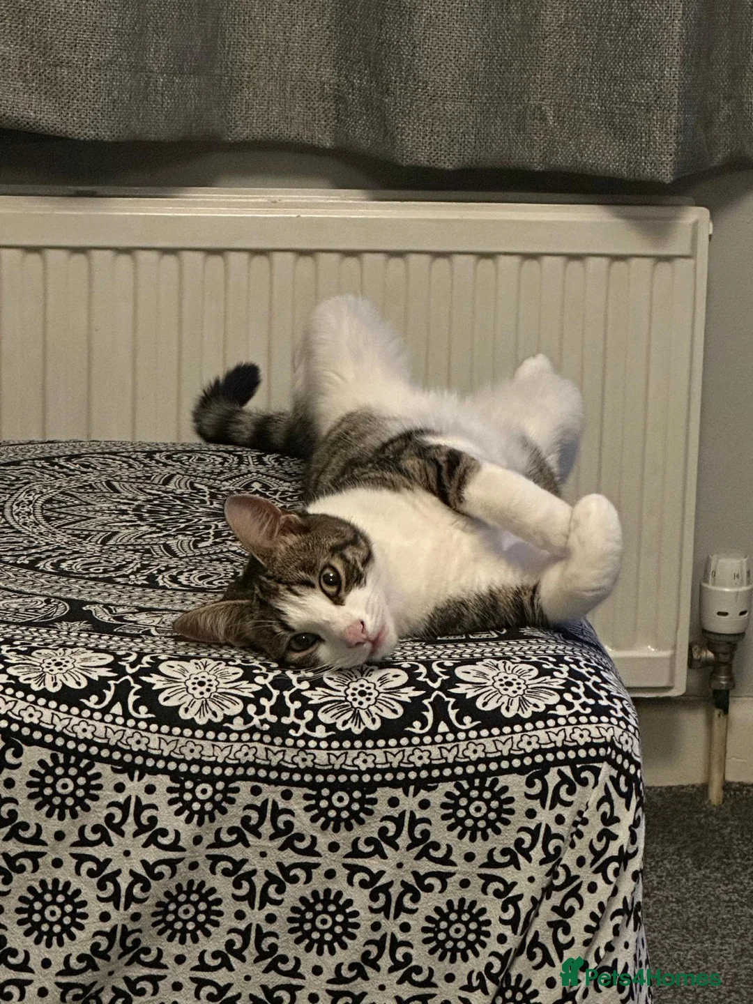 Domestic Shorthair cats for sale: Looking for his forever home  - Advert 6