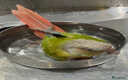 Conures birds for sale: Pineapple conure  - Image 4