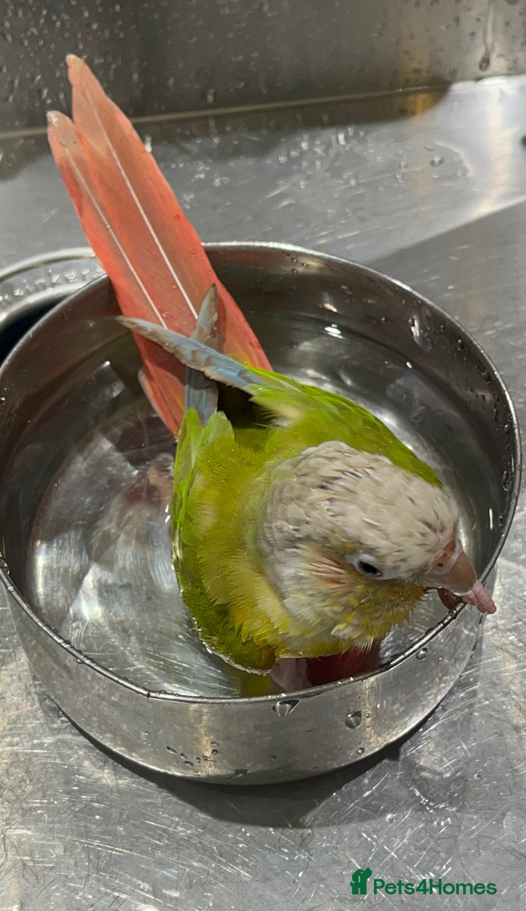 Conures birds for sale: Pineapple conure  - Image 4