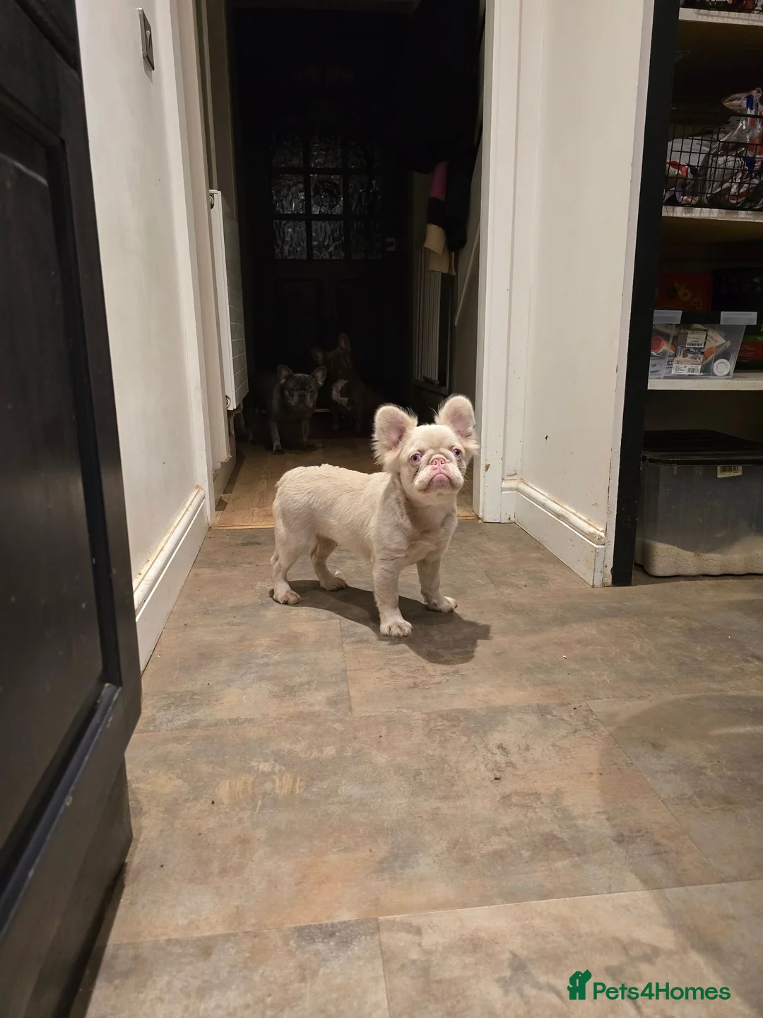 French Bulldog dogs for sale: Pink fluffy french bulldog - Advert 2