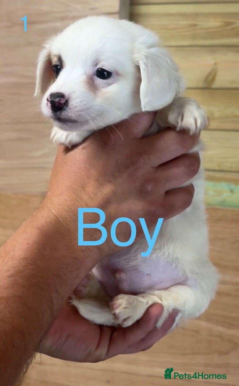 Jack Russell dogs Jack Russell puppies - Advert 2