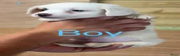 Jack Russell dogs for sale: Jack Russell puppies - Advert 3