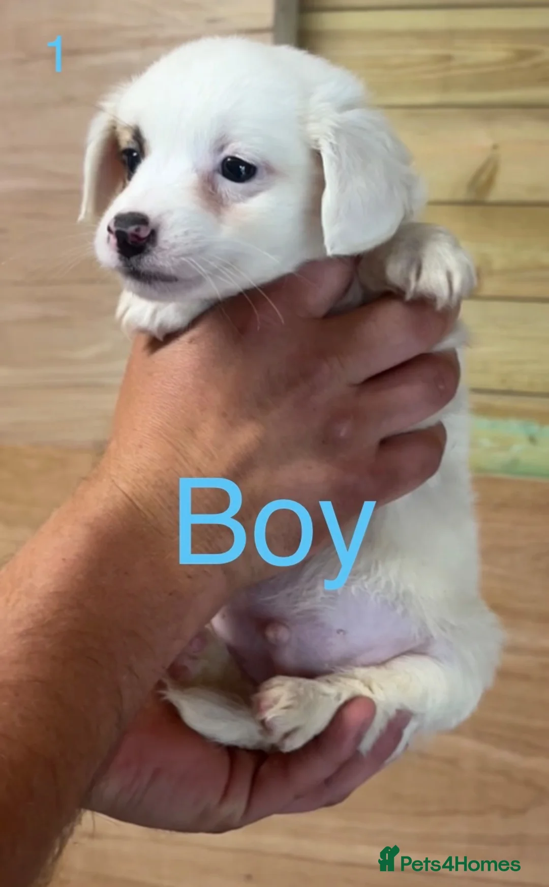 Jack Russell dogs for sale: Jack Russell puppies - Advert 3