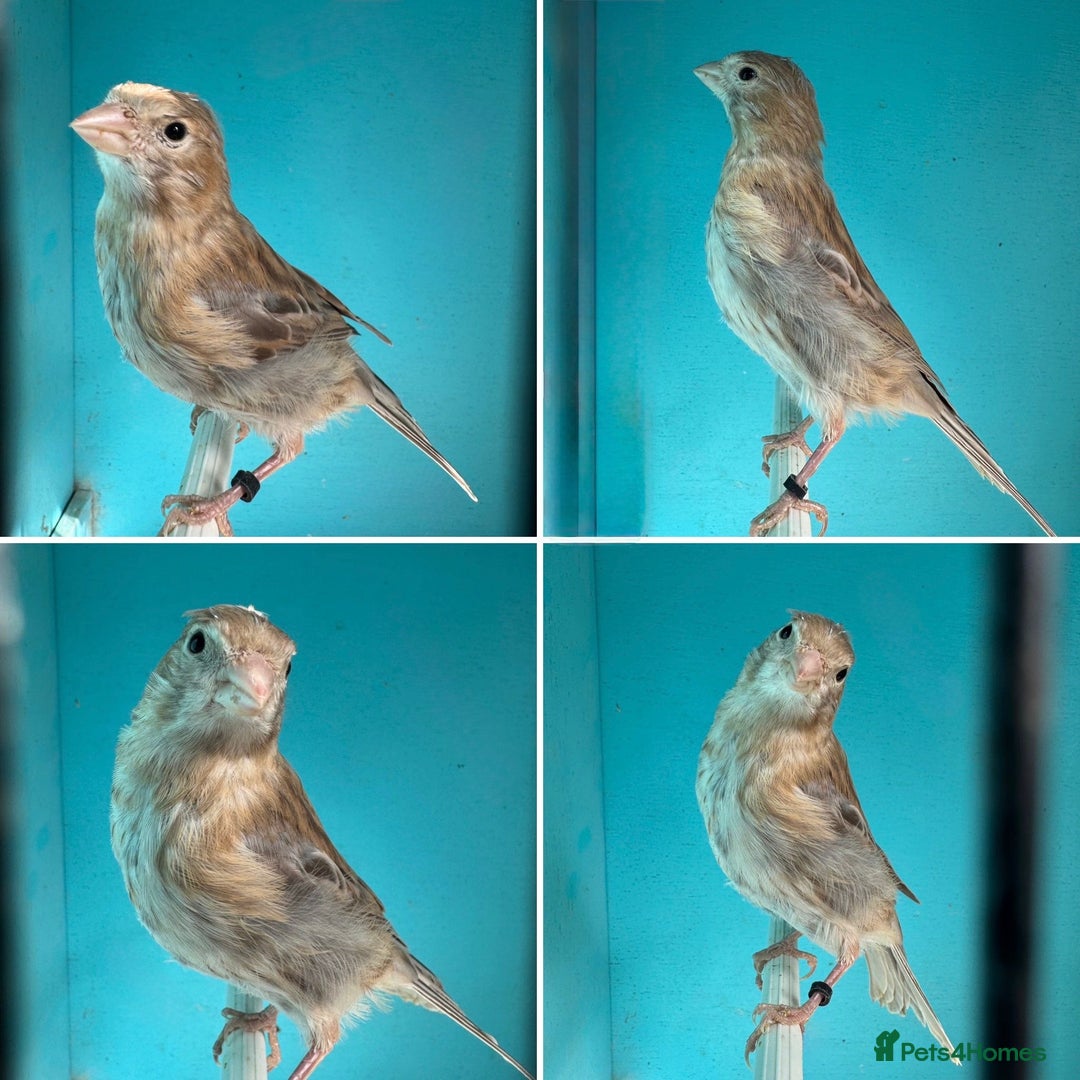 Canaries birds for sale: Hen canaries  - Image 4