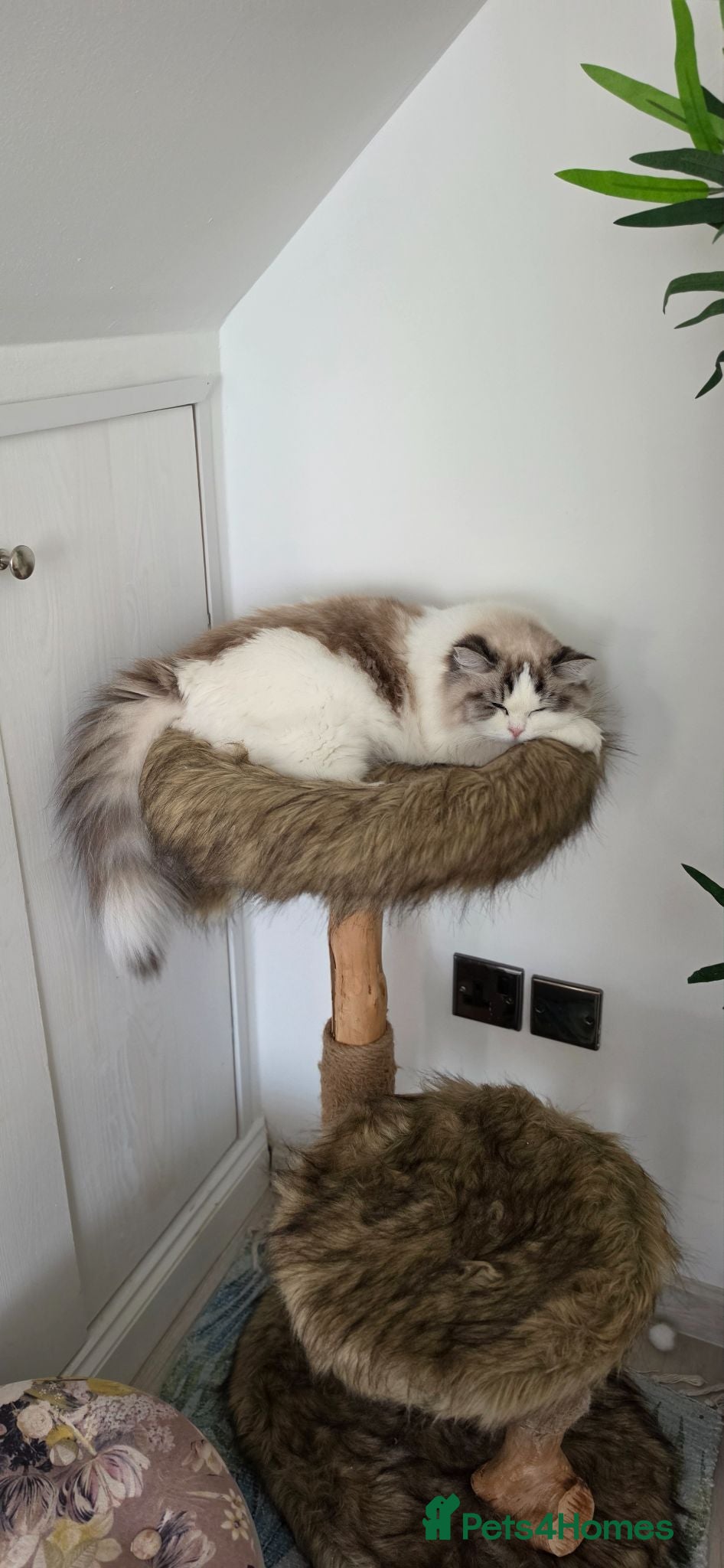 Ragdoll cats 🥰🎀 2 Stunning retired Queens top European lines - Advert 2