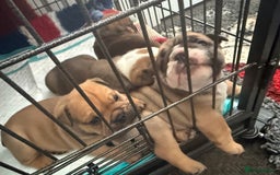 English Bulldog dogs for sale: Traditional English Bulldog Puppies  - Image 6