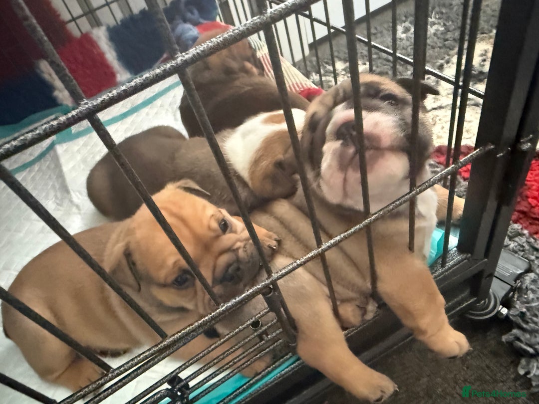 English Bulldog dogs for sale: Traditional English Bulldog Puppies  - Image 6