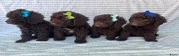 Cockapoo dogs for sale: CHOCOLATE COCKAPOOS GIRLS/BOYS PUPPYS PRA CLEAR - Advert 7