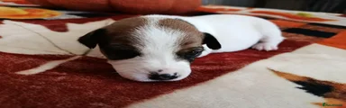 Jack Russell 2