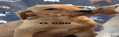 Labrador Retriever 8