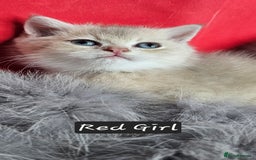 British Shorthair cats for sale: BSH GOLDEN KITTENS - Advert 4