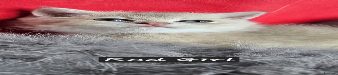 British Shorthair Kitten 4