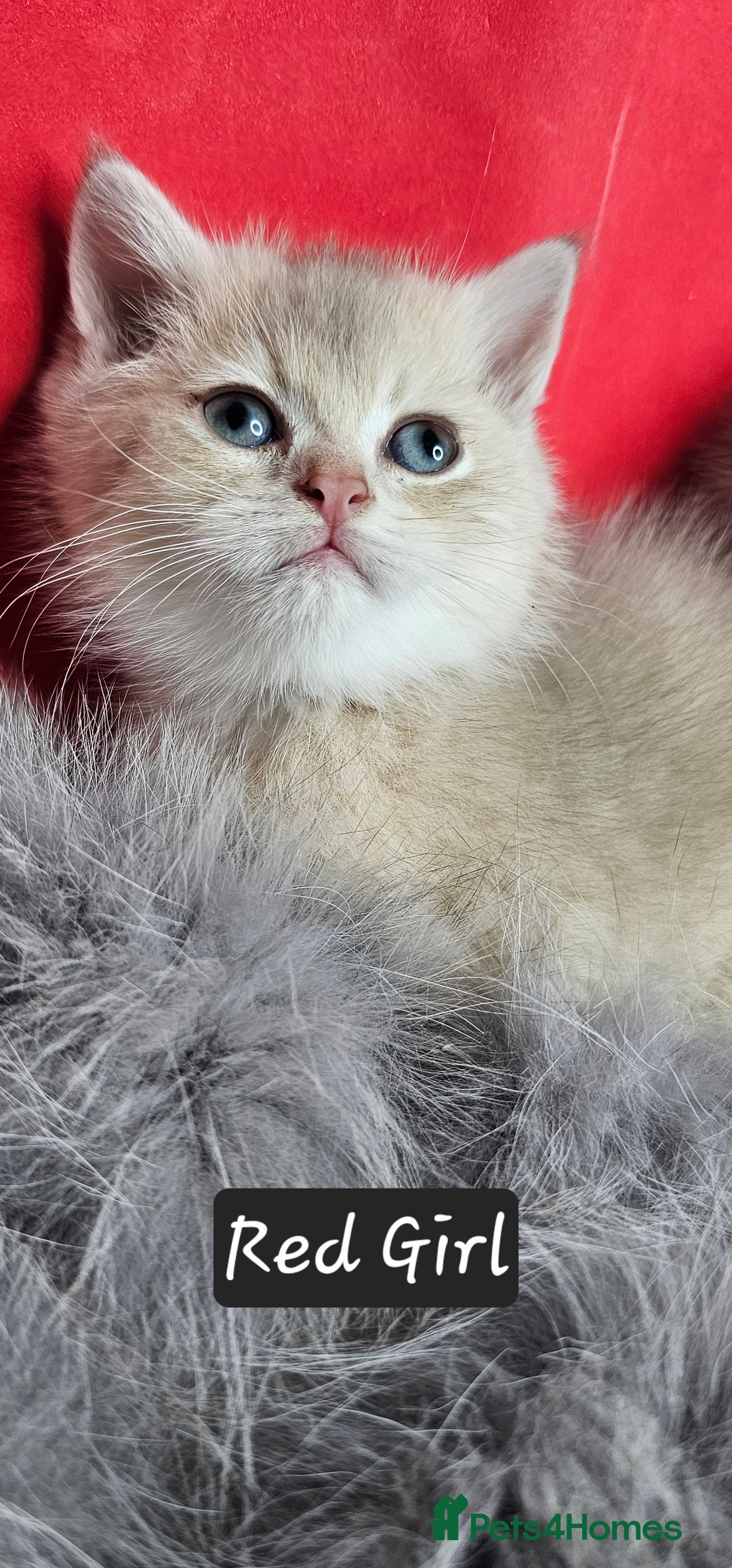 British Shorthair cats for sale: BSH GOLDEN KITTENS - Advert 4