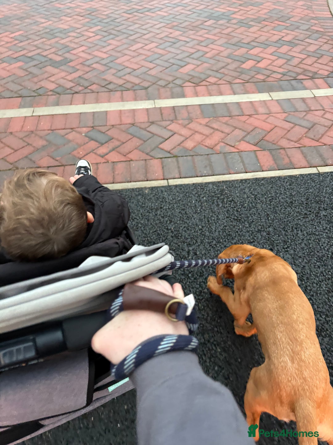 Labrador Retriever dogs for sale: Red fox Labrador 8 months old - Advert 6