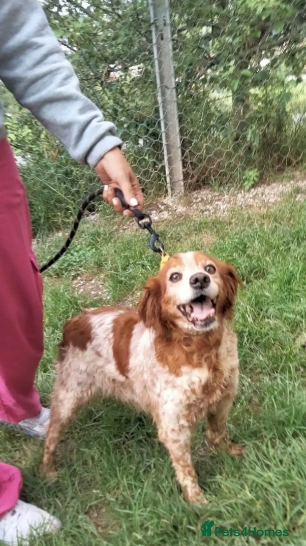 Brittany Spaniel dogs Quila - 11 year old Brittany  - Advert 4