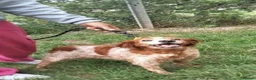 Brittany Spaniel dogs for adoption: Quila - 11 year old Brittany  - Advert 1
