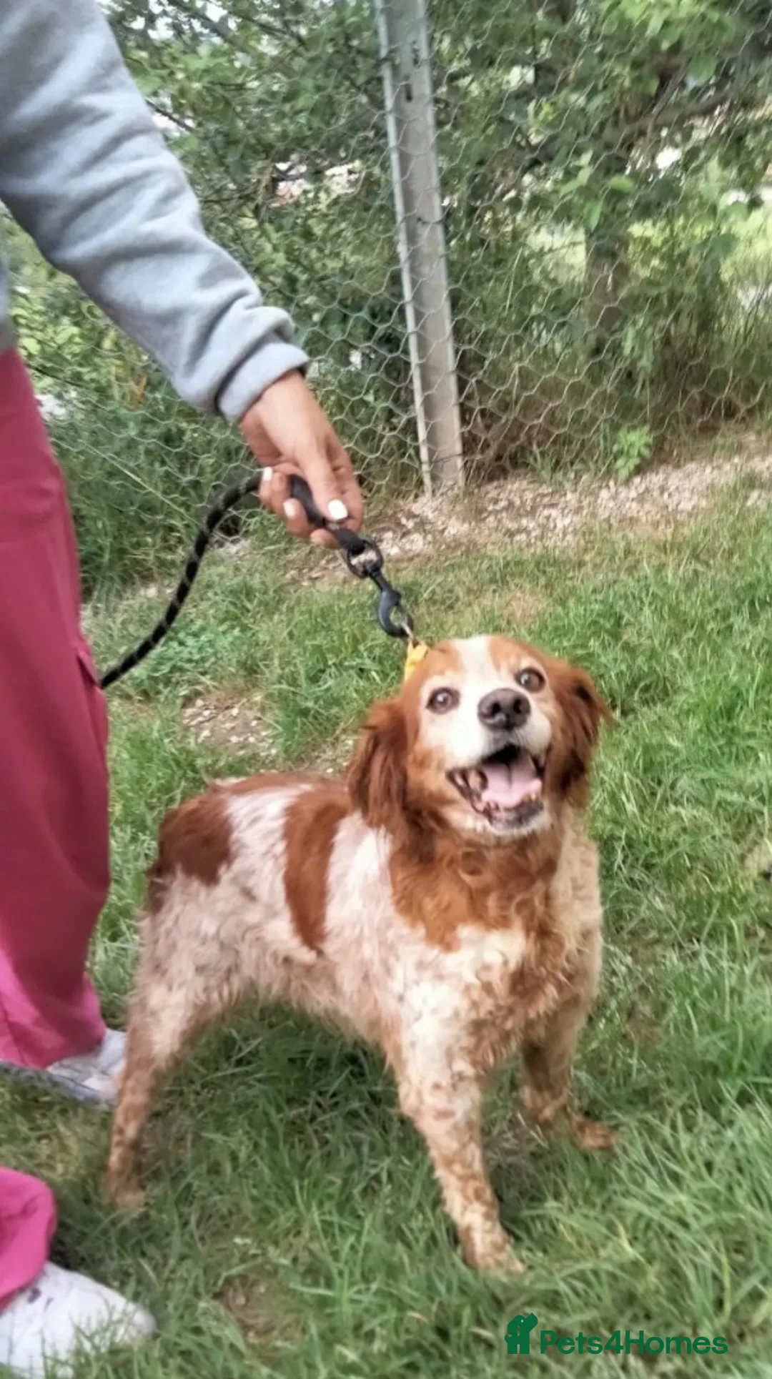 Brittany Spaniel dogs for adoption: Quila - 11 year old Brittany  - Advert 1