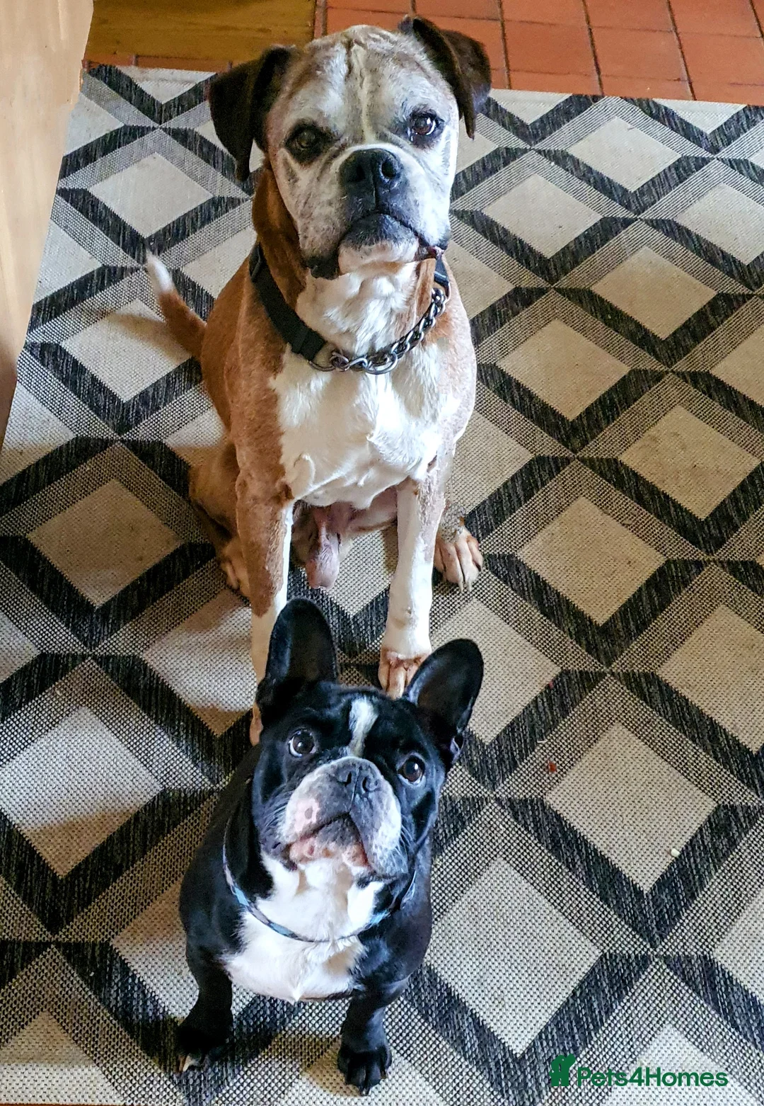 Boxer dogs for stud: 5⭐️ Licenced. 0 Heart Score. 31 litters n counting in Lincoln - Advert 29