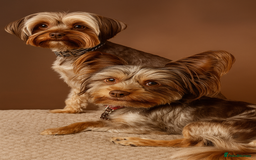 Yorkshire Terrier dogs for sale: Chocolate Yorkshire Terrier  - Image 12